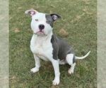 Small American Pit Bull Terrier Mix