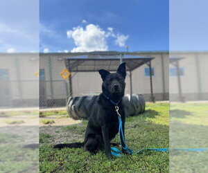 Labrador Retriever-Unknown Mix Dogs for adoption in Center Township, PA, USA