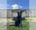 BUG - Female Labrador Retriever-Unknown Mix Dog for Adoption - Small photo