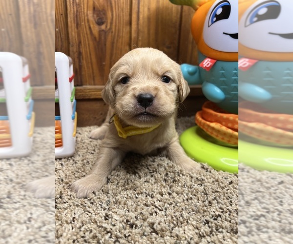 Medium Photo #31 Golden Retriever Puppy For Sale in NEOLA, WV, USA