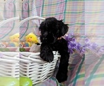 Puppy Benson Schnauzer (Miniature)