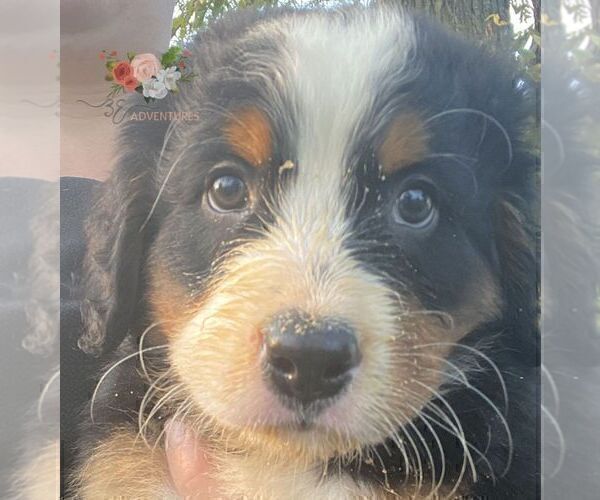 Medium Photo #13 Bernese Mountain Dog Puppy For Sale in CLINTON, MO, USA