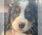 Small Photo #13 Bernese Mountain Dog Puppy For Sale in CLINTON, MO, USA