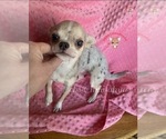 Small Photo #1 Chihuahua Puppy For Sale in TRACY, CA, USA
