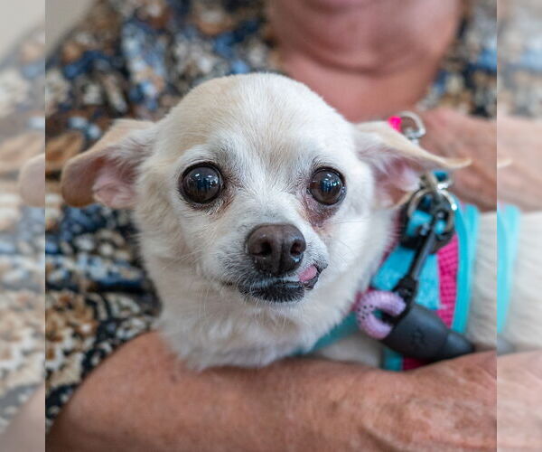 Medium Photo #10 Chihuahua-Unknown Mix Puppy For Sale in Mundelein, IL, USA