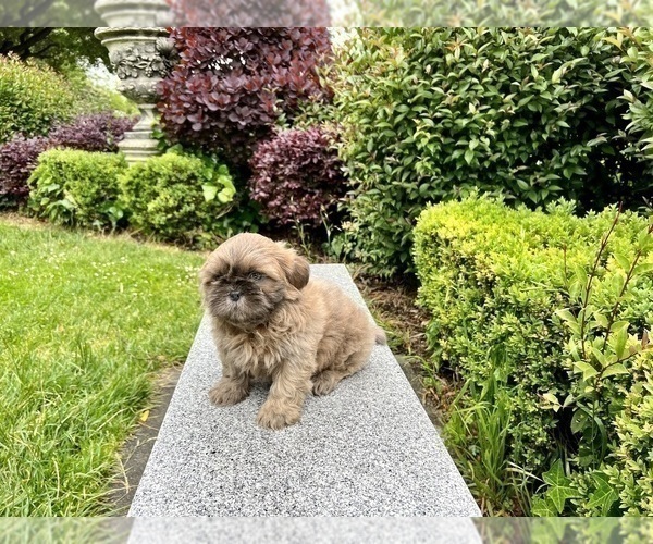 Medium Photo #25 Shih Tzu Puppy For Sale in HAYWARD, CA, USA