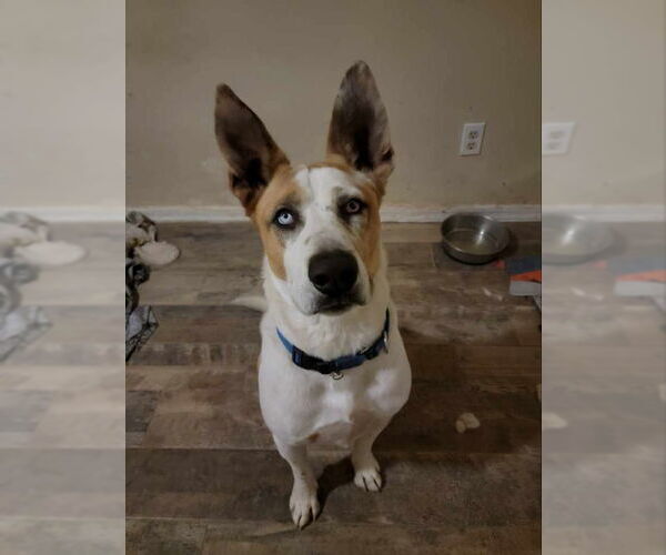 Medium Photo #1 Mutt Puppy For Sale in Mesa, AZ, USA