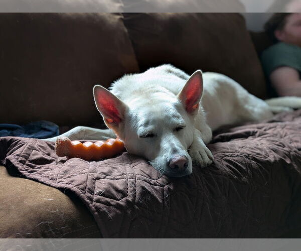 Medium Photo #6 Mutt Puppy For Sale in Princeton, MN, USA