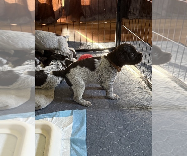 Medium Photo #7 Wirehaired Pointing Griffon Puppy For Sale in CADYVILLE, NY, USA