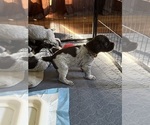 Litter of 12 - Male(s) and Female(s) Wirehaired Pointing GriffonLitter of Puppies for Sale - Photo #7