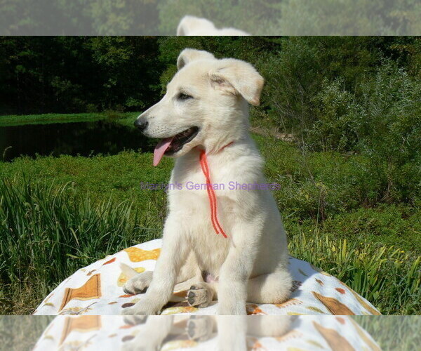 Medium Photo #7 German Shepherd Dog Puppy For Sale in PIEDMONT, MO, USA