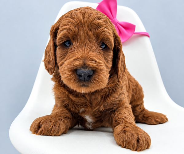 Medium Photo #1 Goldendoodle (Miniature) Puppy For Sale in CRESTON, OH, USA