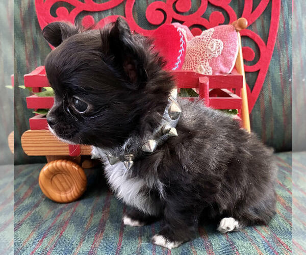 Medium Photo #6 Chihuahua Puppy For Sale in NEWVILLE, PA, USA
