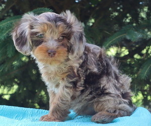 Cavapoo Puppy for Sale in THORP, Wisconsin USA