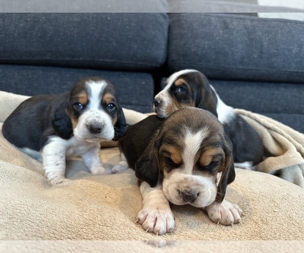 Medium Photo #6 Basset Hound Puppy For Sale in LANSING, MI, USA