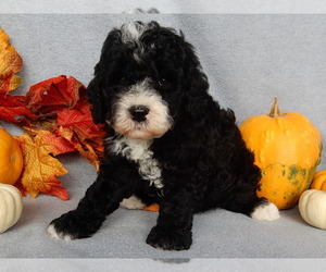 Miniature Labradoodle Puppy for sale in MILLERSBURG, OH, USA