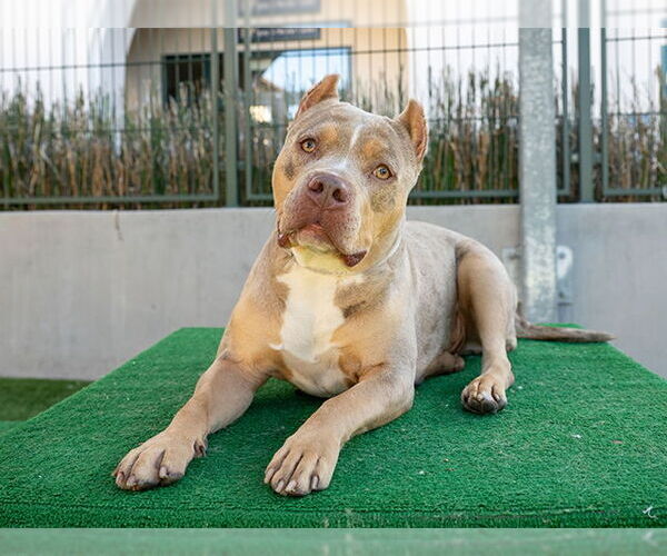 Medium Photo #2 American Pit Bull Terrier Puppy For Sale in Pasadena, CA, USA