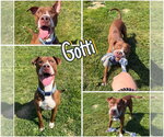Small American Staffordshire Terrier