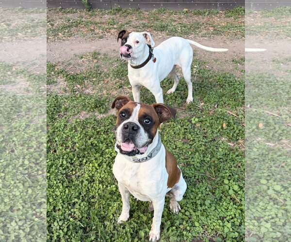 Medium Photo #4 Boxer Puppy For Sale in Dumont, NJ, USA