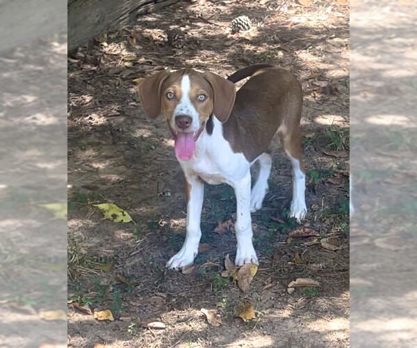 Medium Photo #1 Mutt Puppy For Sale in Atlanta, GA, USA