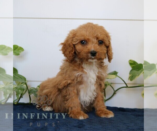 Medium Photo #1 Cavapoo Puppy For Sale in NARVON, PA, USA