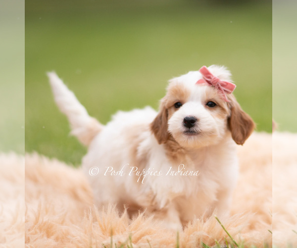 Medium Photo #5 Goldendoodle (Miniature) Puppy For Sale in WARSAW, IN, USA