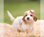 Small #4 Goldendoodle (Miniature)