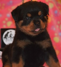 Rottweiler Dogs for adoption in HOUSTON, TX, USA