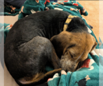 Small Photo #2 Beagle-Unknown Mix Puppy For Sale in Brooklyn Center, MN, USA