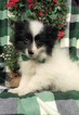 Small Photo #2 Pomsky Puppy For Sale in EDEN, PA, USA