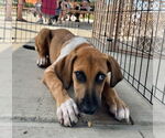 Small #4 Mutt