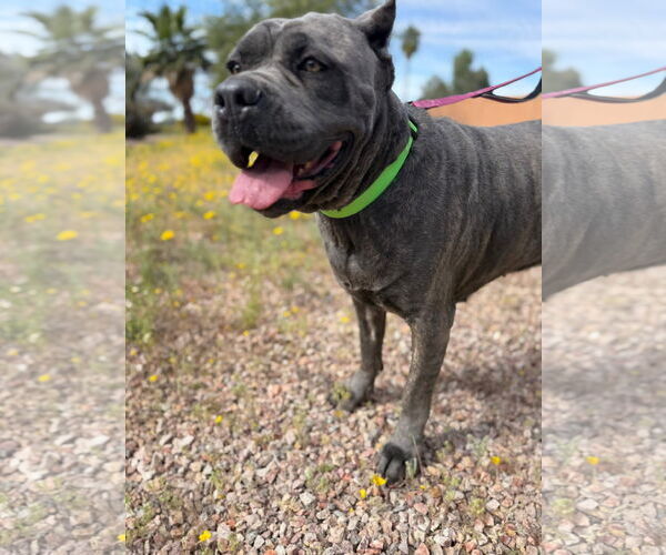 Medium Photo #1 Mutt Puppy For Sale in Goodyear, AZ, USA