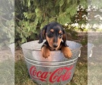 Small #2 Dachshund