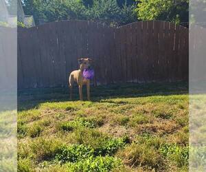RHODIE - Male American Staffordshire Terrier-Unknown Mix Dog for Adoption - Photo #12