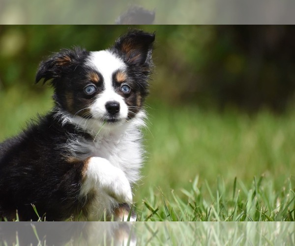 Medium Photo #1 Miniature Australian Shepherd Puppy For Sale in PALM COAST, FL, USA