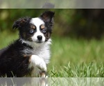 Small Miniature Australian Shepherd