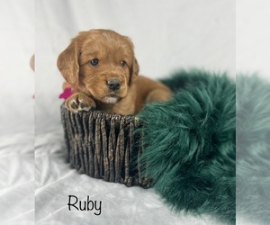 Cavalier King Charles Spaniel-Golden Cocker Retriever Mix Puppy for sale in BYRAM, MS, USA