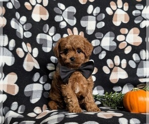 Cavapoo Puppy for sale in STEWARTSTOWN, PA, USA