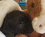 Small Photo #15 Cane Corso Puppy For Sale in MOORESVILLE, NC, USA