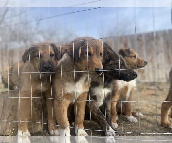 Medium Photo #11 English Shepherd-Scotch Collie Mix Puppy For Sale in WILDER, ID, USA