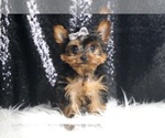 Puppy Tator Tot UABR Yorkshire Terrier