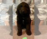Small Photo #7 Goldendoodle Puppy For Sale in SAVANNA, IL, USA