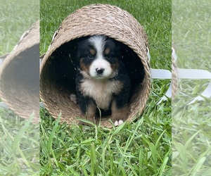 Bernese Mountain Dog Puppy for sale in LAWRENCEBURG, TN, USA