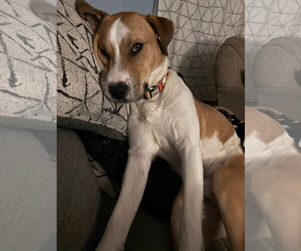 Medium Photo #6 American Pit Bull Terrier-Unknown Mix Puppy For Sale in Germantown, OH, USA