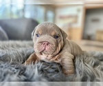 Puppy 1 English Bulldog