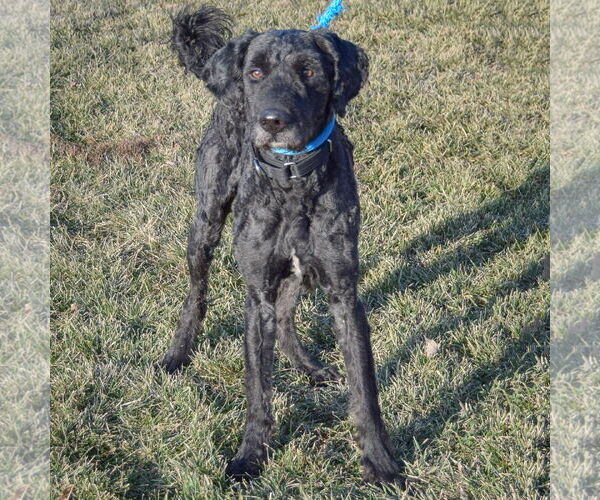 Medium Photo #4 Poodle (Standard)-Unknown Mix Puppy For Sale in Huntley, IL, USA