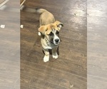 Small #3 Alaskan Husky-Saint Bernard Mix