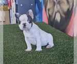 Small Photo #12 French Bulldog Puppy For Sale in CALABASAS, CA, USA