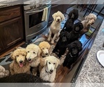 Small Photo #17 Poodle (Standard) Puppy For Sale in SAND SPRINGS, OK, USA
