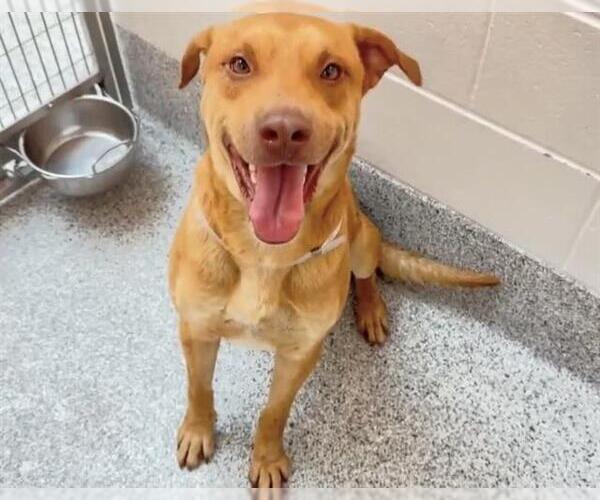 Medium Photo #2 Labrador Retriever-Unknown Mix Puppy For Sale in Houston, TX, USA